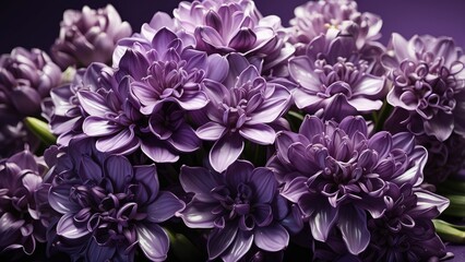 "Purple Hyacinth Flowers Blooming in Spring Garden"