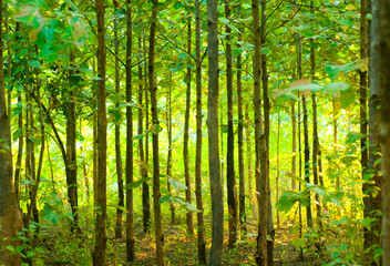 Abstract forest background, nature abstract background, forest blurred background.