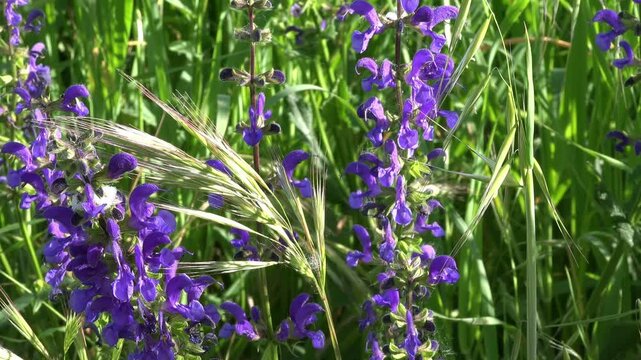 Verde, erba, alto.  lilla, fiori, spesso, erba, primavera, caldo, maggio, soleggiato. giorno, infiorescenza, lilla, colore, stelo, respiro, brezza, atmosfera, beatitudine, primo piano, fiaba,