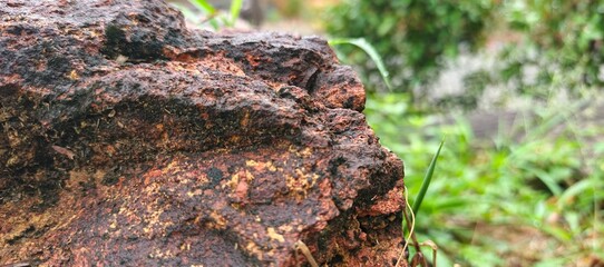 Close-up of textured laterite rock with natural erosion patterns in a green outdoor environment