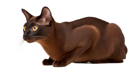 A Burmese cat strikes a dramatic side profile pose against a pure white background, its healthy sable brown coat gleaming. The cat's muscular body is slightly crouched, ready for movement