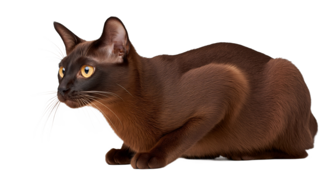 A Burmese cat strikes a dramatic side profile pose against a pure white background, its healthy sable brown coat gleaming. The cat's muscular body is slightly crouched, ready for movement