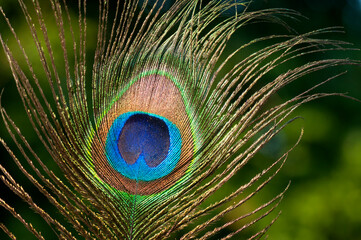Obraz premium Colorful and Artistic Peacock Feathers.