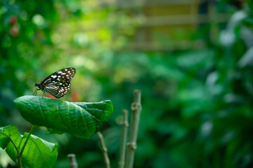 A black butterfly with white spots rests gracefully on a large green leaf, surrounded by soft-focus greenery in a serene garden setting.