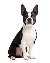 This Boston Terrier, featuring crisp black and white markings, poses against a pure white backdrop with an intelligent expression and short glossy coat, highlighting its charming underbite
