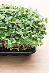 Fototapeta premium Microgreens growing in a black plastic container on a wooden table