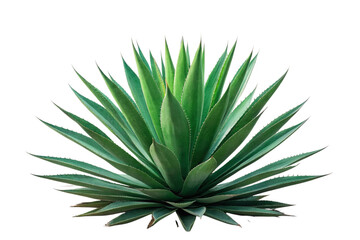 aloe vera plant isolated