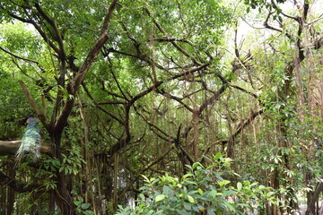 Kuala Lumpur Bird Park, Malaysia