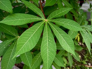 Cassava leaves grow in the garden