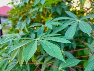 Cassava leaves grow in the garden