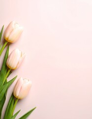 Fototapeta premium Beautiful tulips on monochromatic background, closeup. Space for text
