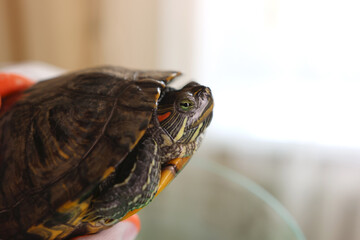 Obraz premium People care for and play with a pet red-eared turtle.