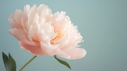 Peony Flower with Lush Pink Petals Against a Simple Colorful Background