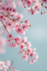 Obraz premium Cherry blossom trees in full bloom on a clear spring day near a serene blue sky