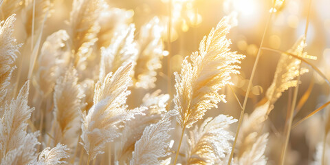 golden wheat field in summer