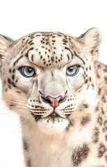 Fototapeta premium portrait of a leopard