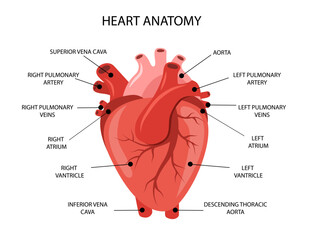 Human heart anatomy. Medical structure of internal organ. Educational information poster. Vector illustration in flat cartoon style.