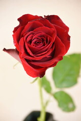 赤い薔薇