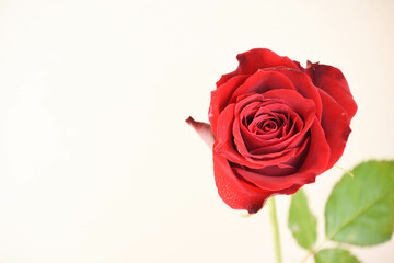 赤い薔薇