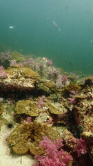 Beautiful underwater view at Koh Life Thailand