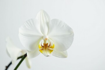 Delicate white orchid blossom, pristine petals against pure white backdrop, botany, serene