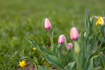 Fresh tulips with pink buds on a blurred background