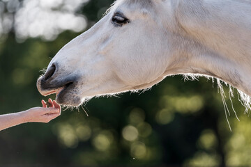 Horse training target touch equine train