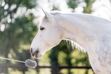 Horse training target touch equine train