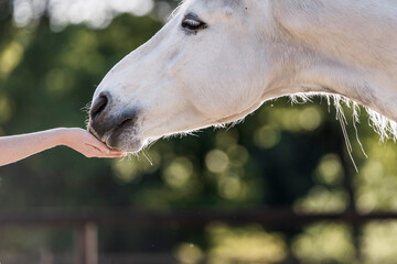Horse training target touch equine train