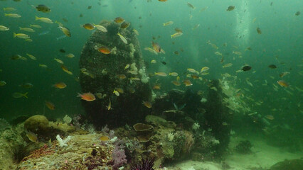 school of fish