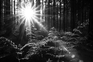 A black and white photograph captures the radiant sun shining through tall trees onto ferns in a forest undergrowth, creating a dappled play of light and shadow
