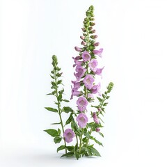 spring flower concept. Tall purple flowers with green stems on a white background. isolated on white background