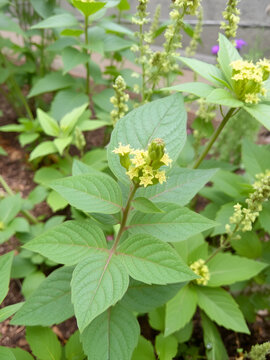 Indian copperleaf or Acalypha Indica L. in the garden with green flowers. Boehmeria zollingeriana Is a cat's face.