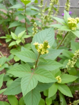Indian copperleaf or Acalypha Indica L. in the garden with green flowers. Boehmeria zollingeriana Is a cat's face.