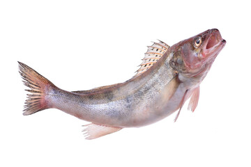 Fish perch isolated on white