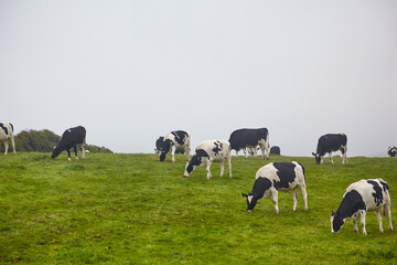 Dairy Cows graze in the pasture at Cornwall. England. United Kingdom