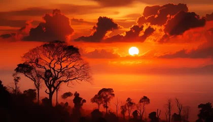  Sunset orange sky and tree shadows nature landscape © T