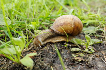 Close-up of brown garden snail crawling on soil