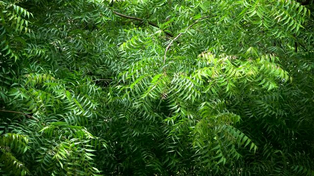 Neem tree with green leaves also known as azadirachta indica or margosa and indian lilac which has great medicinal value 1