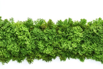 Obraz premium Dense green foliage border