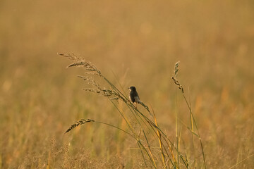 A bird gracefully flies through the open fields embracing the beauty of nature freedom and serenity while capturing the pure essence of peaceful movement under the golden light of the sky