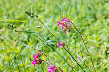 Flowering Red campion flowers on a meadow