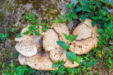 Dryad's saddle bracket fungus growing on a tree trunk