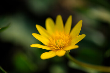 Closeup of yellow pilewort flower in spring