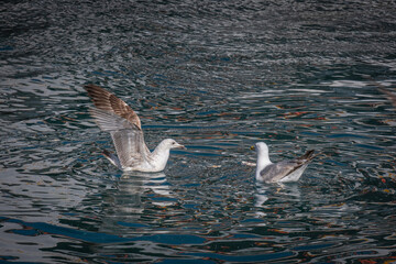 Seagulls floating on the sea. Colorful, sparkling light reflections on the water. flapping bird.