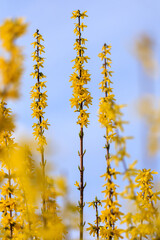Macro view of twigs of Forsythia with yellow flower in spring (Forsythia intermedia)