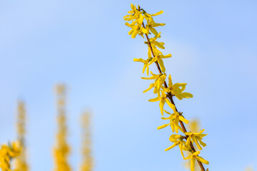 Macro view of twigs of Forsythia with yellow flower in spring (Forsythia intermedia)