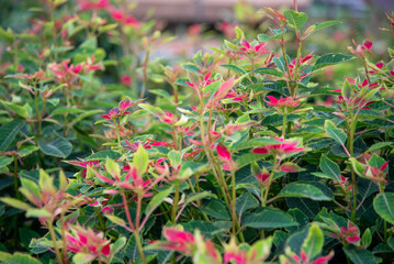 Obraz premium Calico plant in a garden