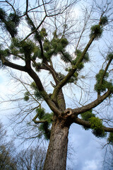 View of parasitic plant Viscum on old tree.