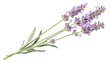 Naklejka premium A sprig of blooming lavender with delicate purple flowers and slender green leaves.